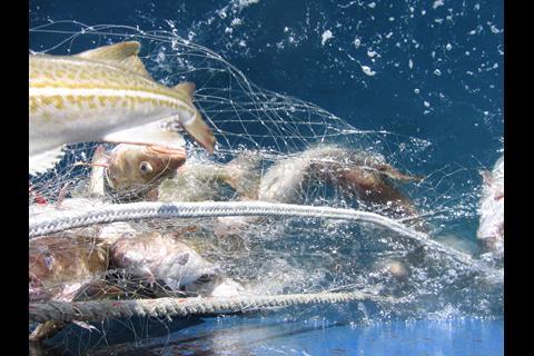 Cod is the most important Icelandic species